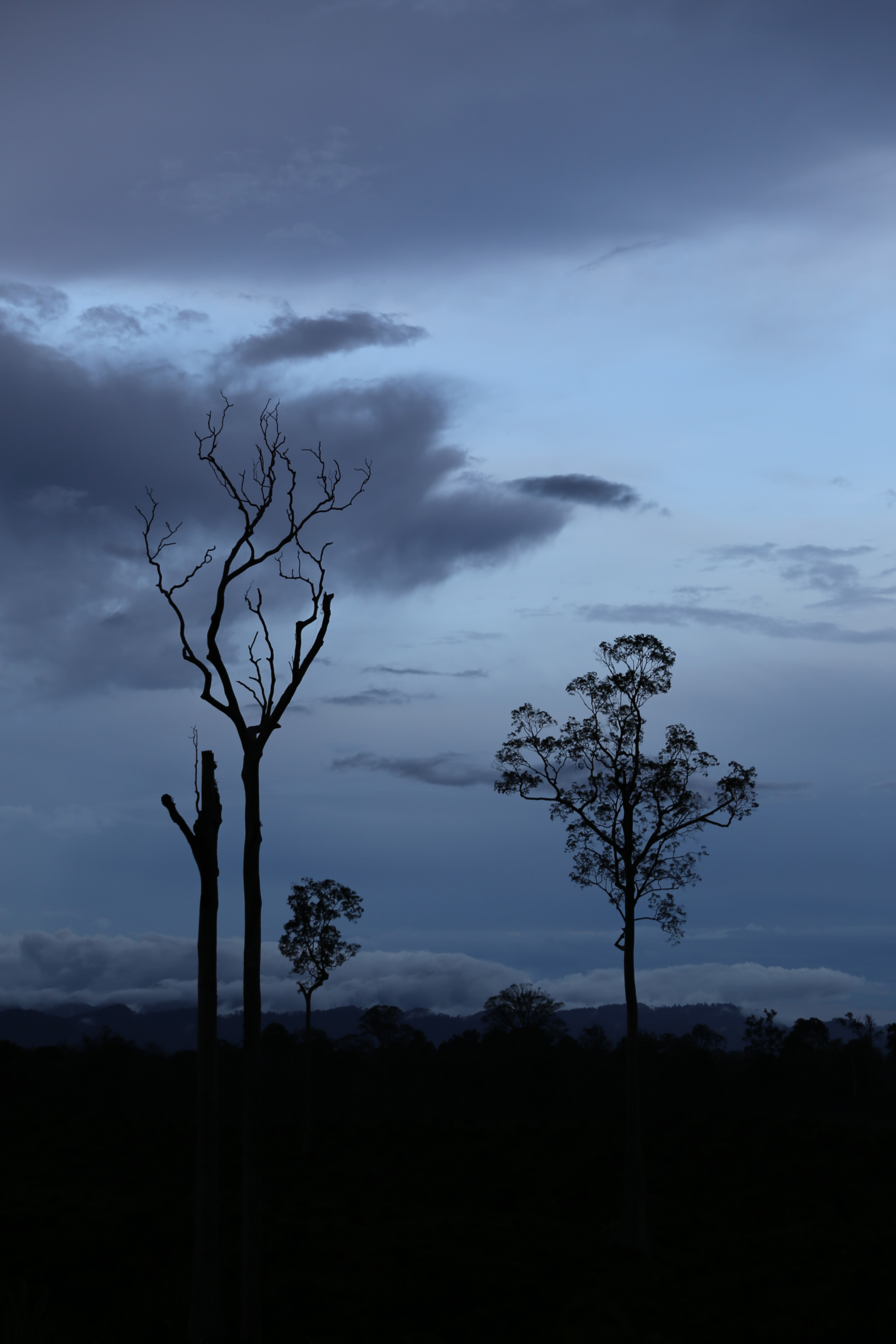 Musnanda_Berau_east kaliamantan.JPG